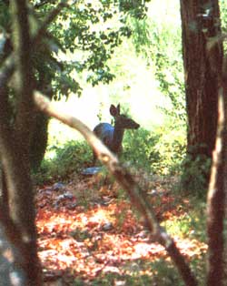 
The goal is to return each animal to the wild whenever possible.
